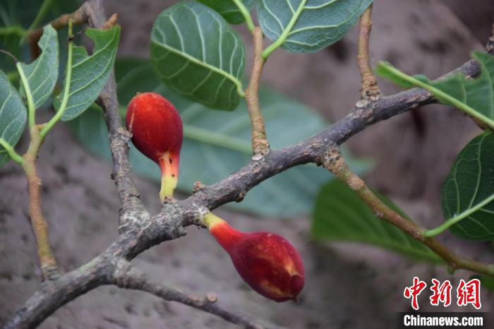 投注：調整後的《廣東省重點保護野生植物名錄》公佈