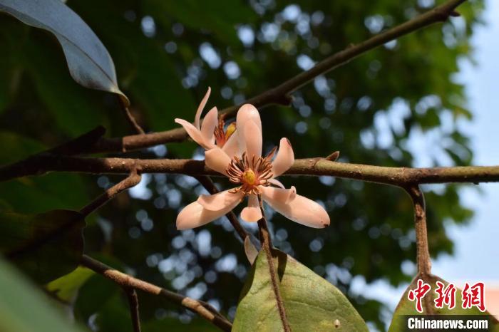 投注：調整後的《廣東省重點保護野生植物名錄》公佈
